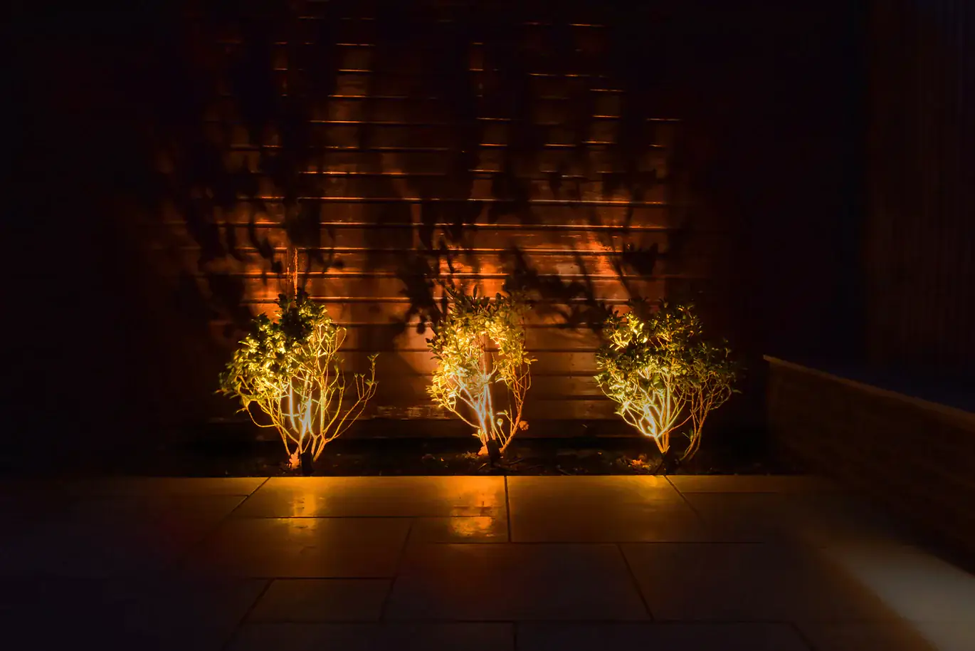 Ellumière spotlights uplighting three shrubs against a timber fence at night
